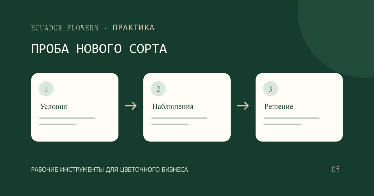 Как проверить новый сорт роз перед регулярной закупкой