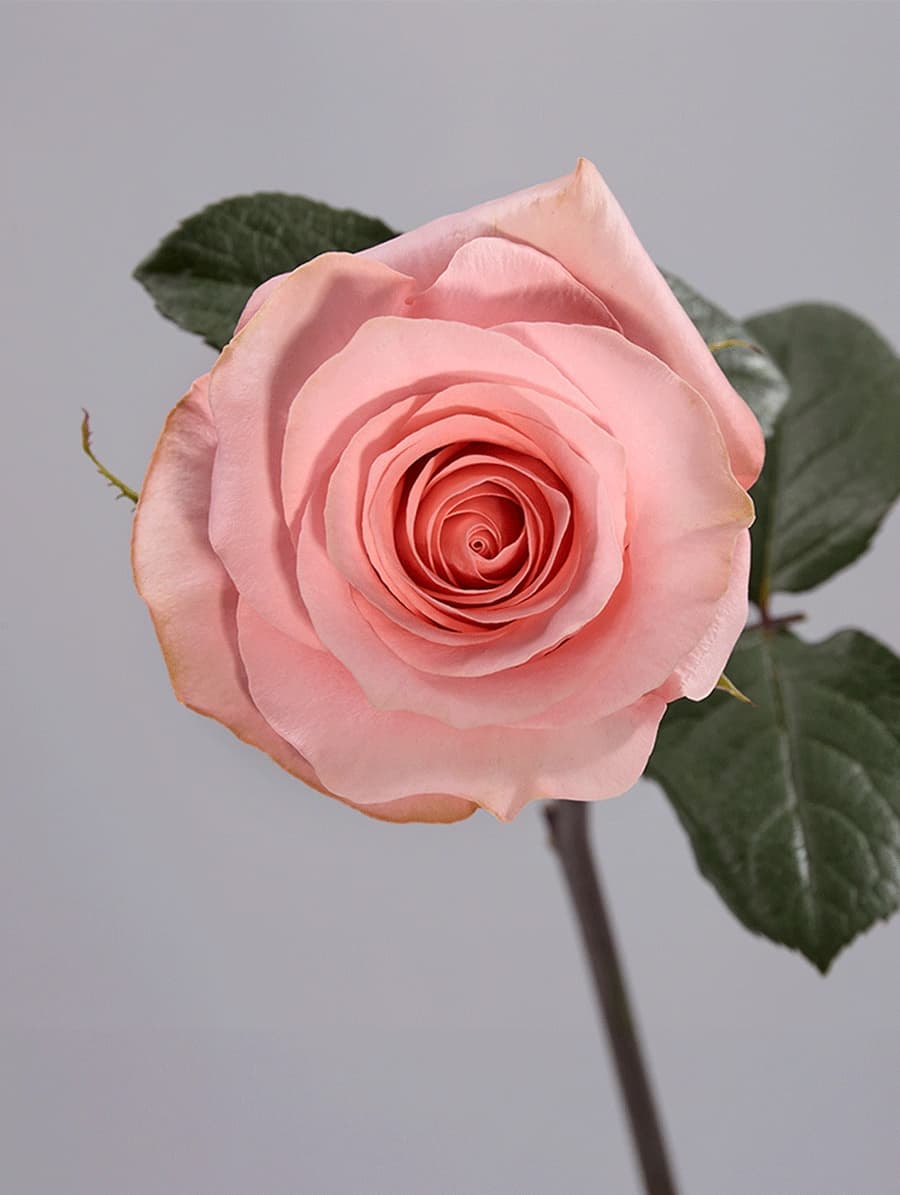 Be Sweet