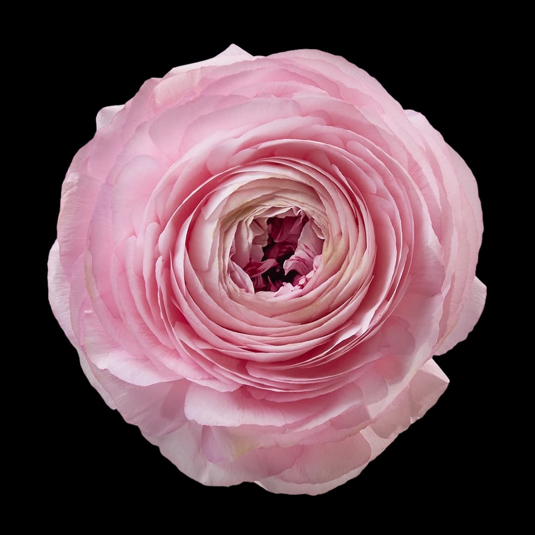 Cloni Success Blush