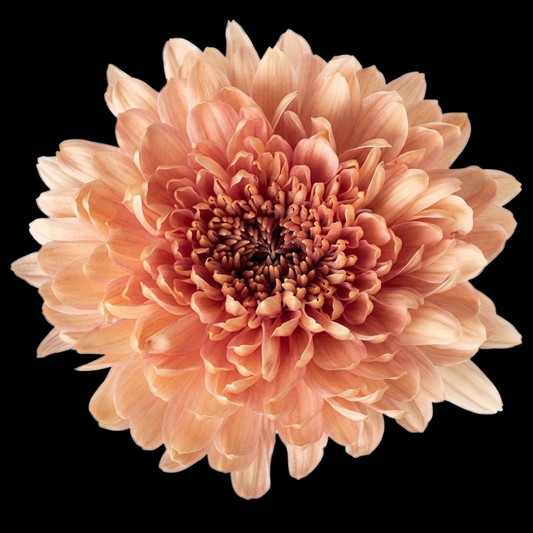 Кремон Peach