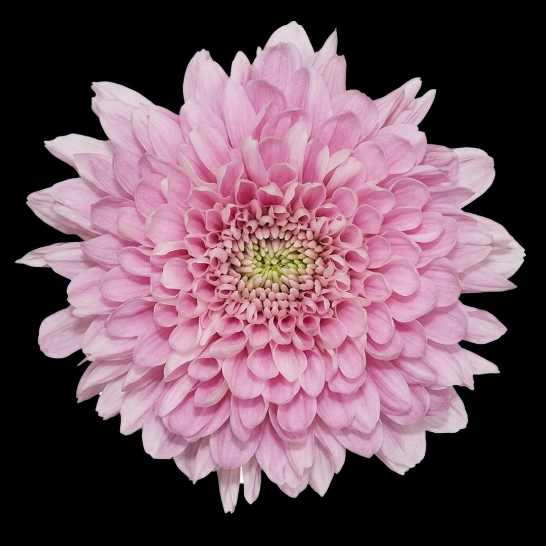 Кремон Pink