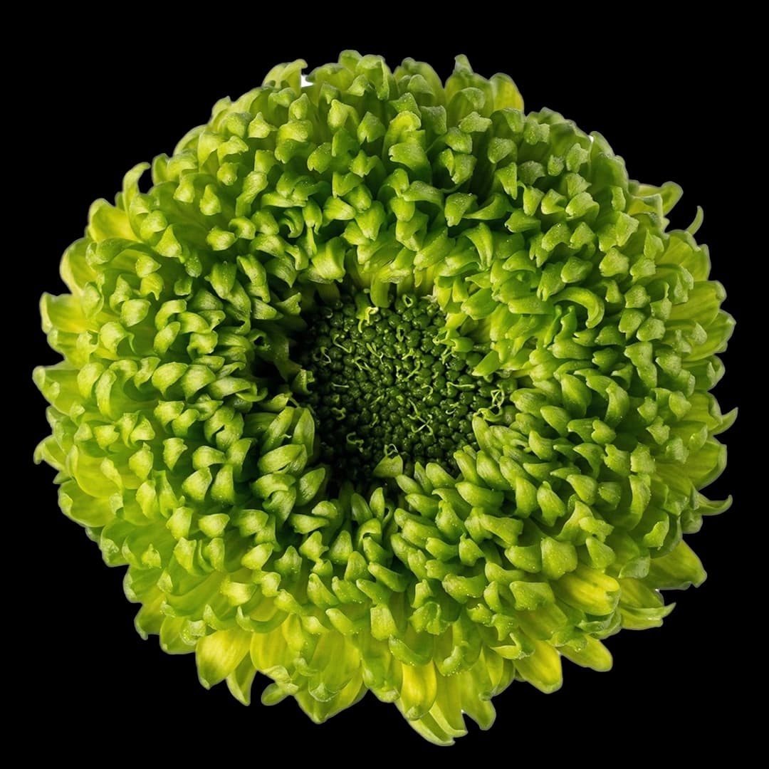 Хризантема шаровидная Green