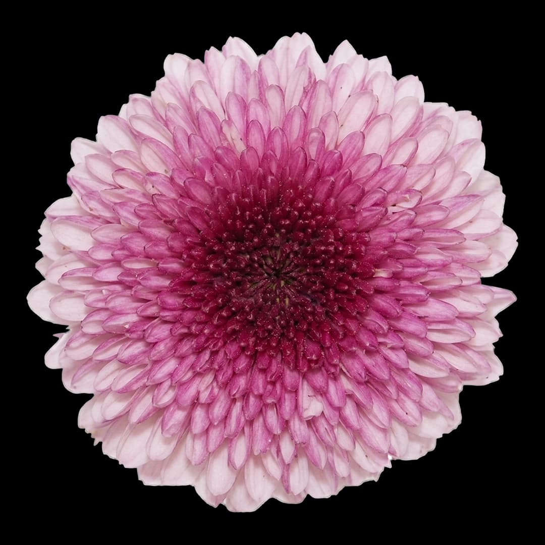 Хризантема шаровидная Pink