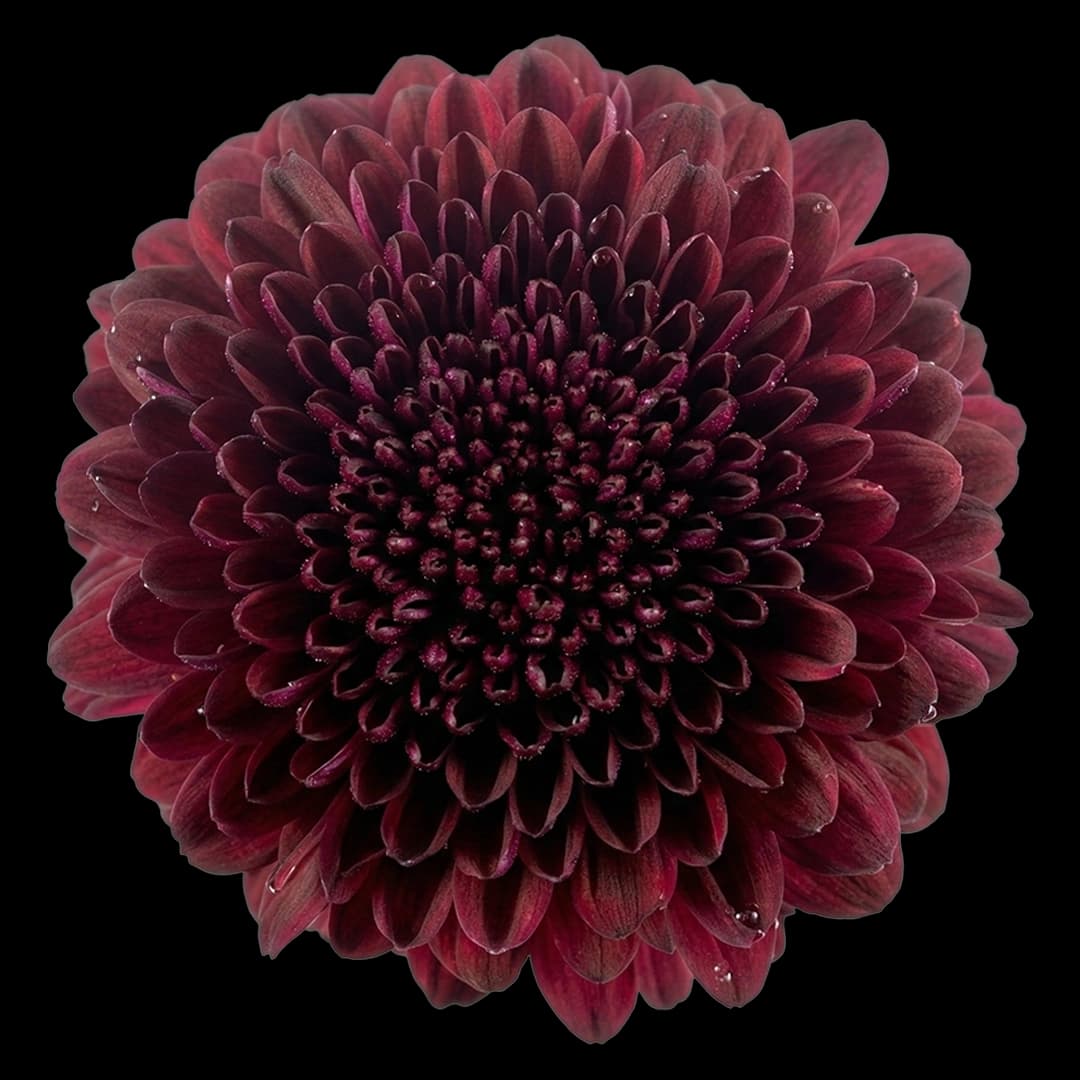Хризантема шаровидная Purple