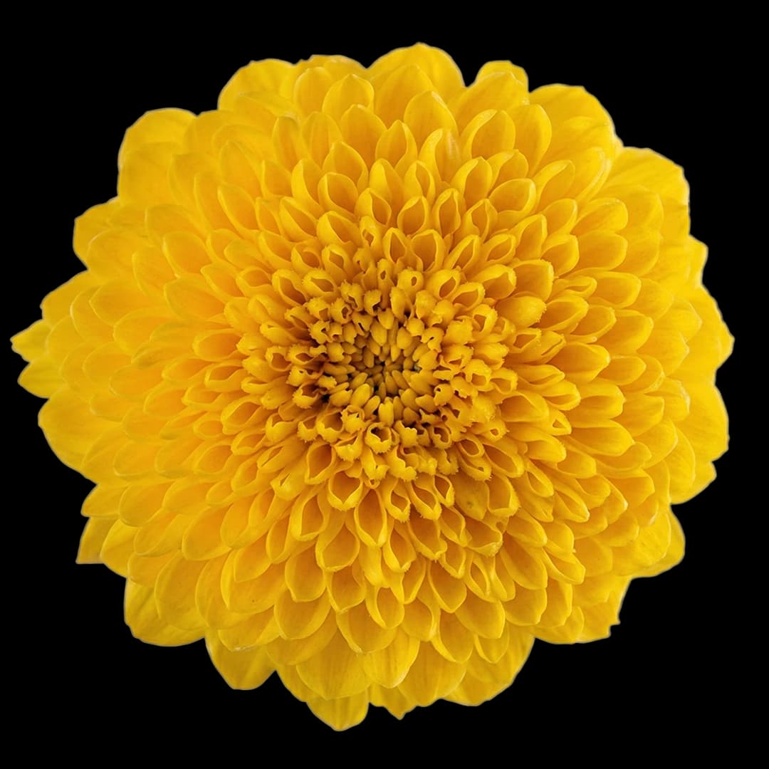 Хризантема шаровидная Yellow