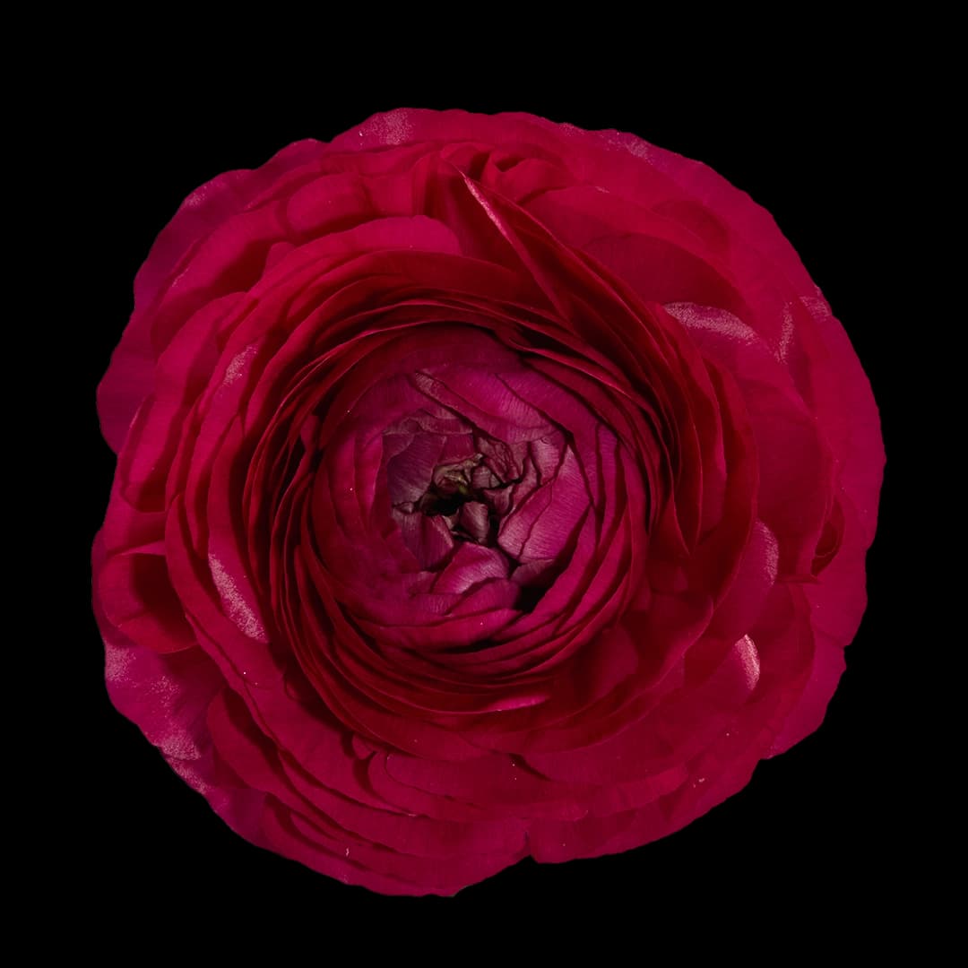 Elegance Hot Pink