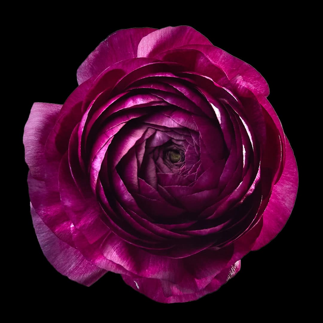 Elegance Milka