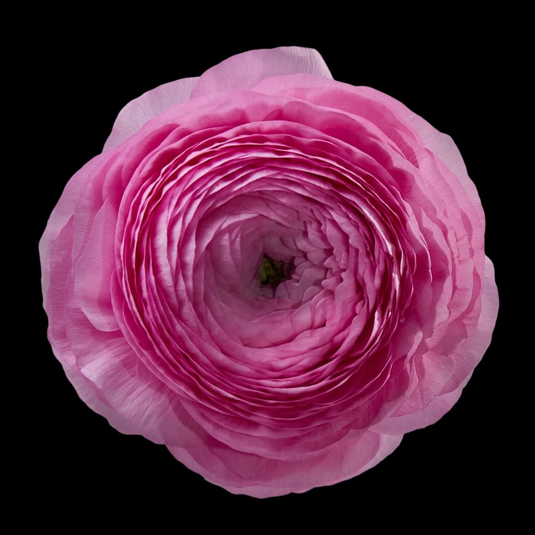 Elegance Rosa