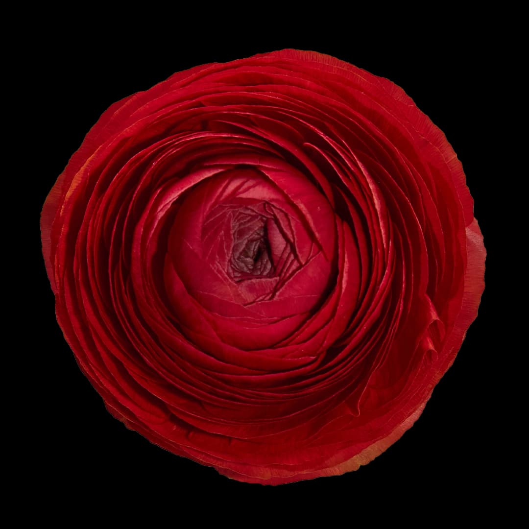 Elegance Rosso