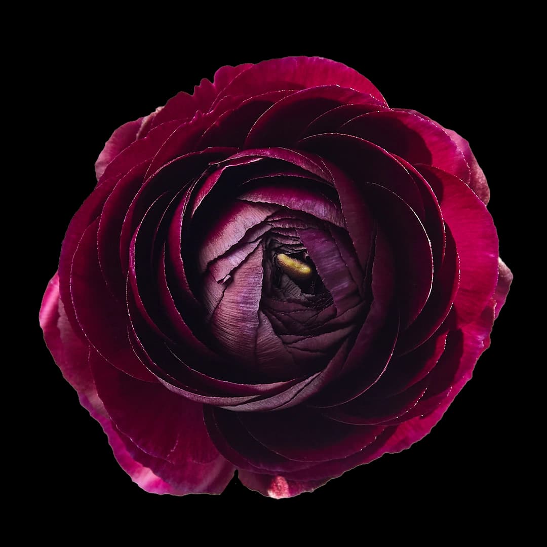 Elegance Viola