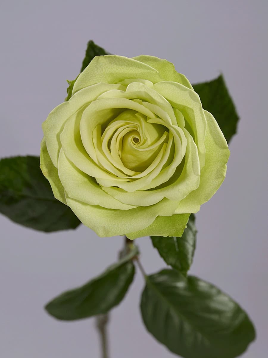 Green Romance