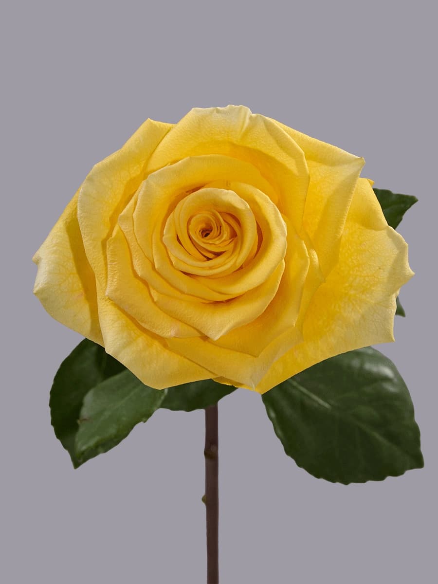 High & Yellow Magic