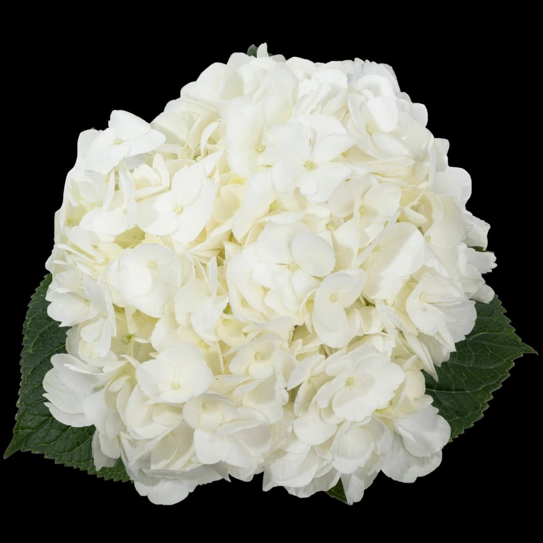Гортензия Jumbo White
