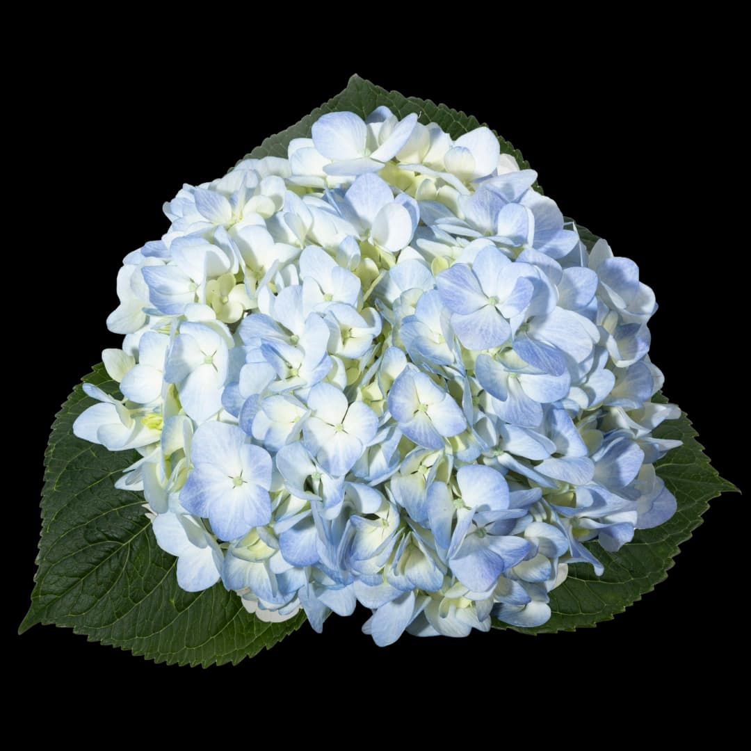 Гортензия Premium Blue