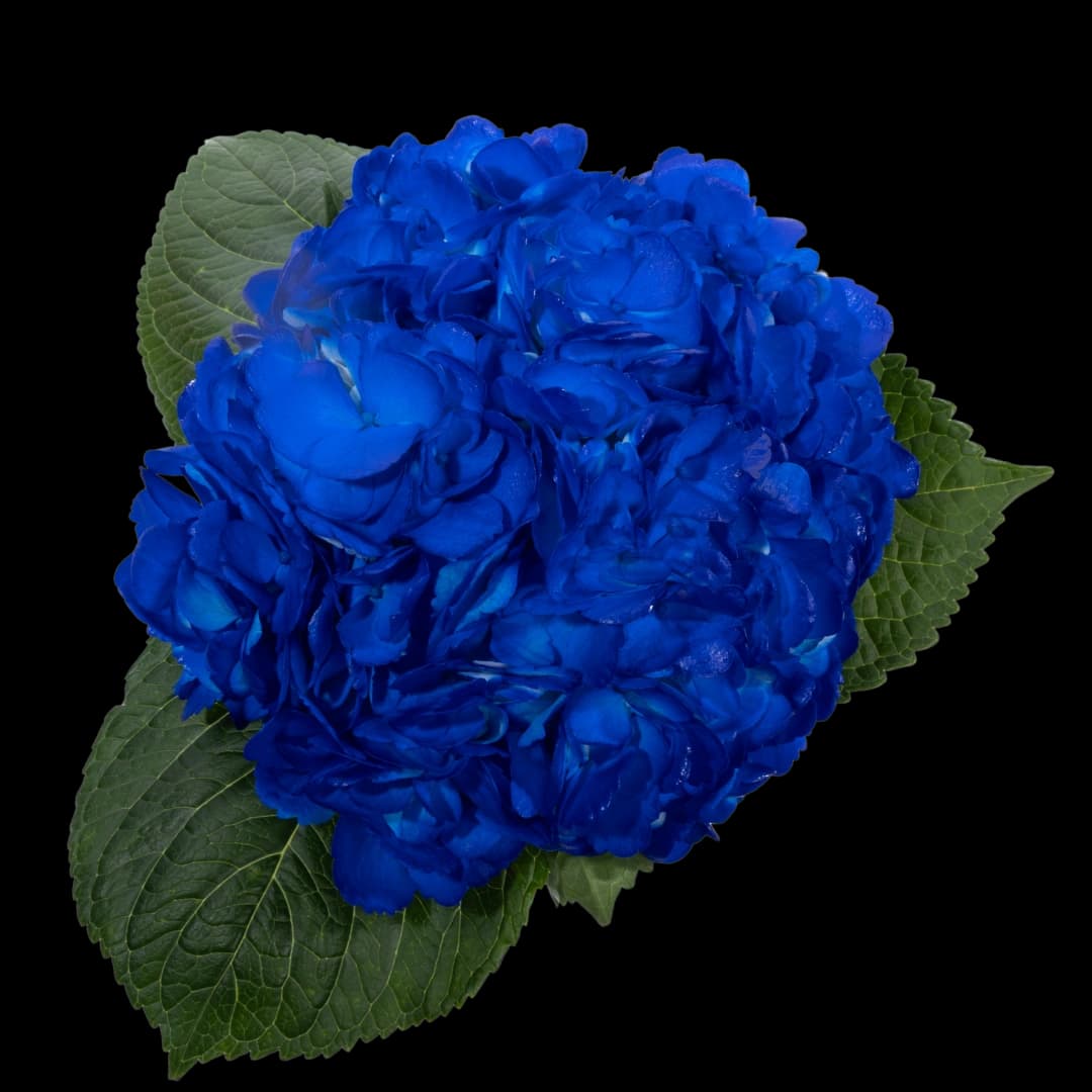 Гортензия Tinted Dark Blue
