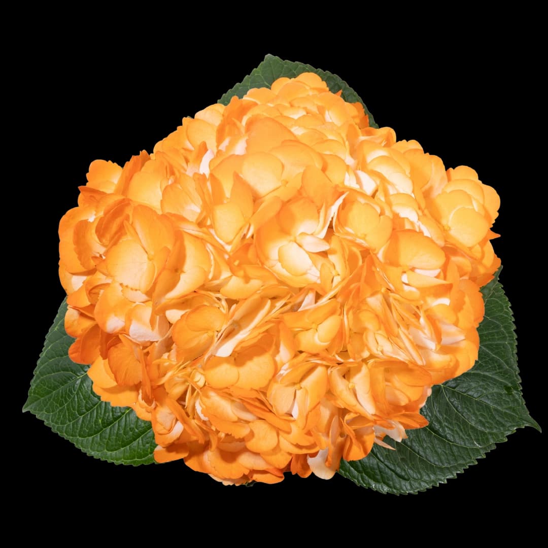 Гортензия Tinted Light Orange