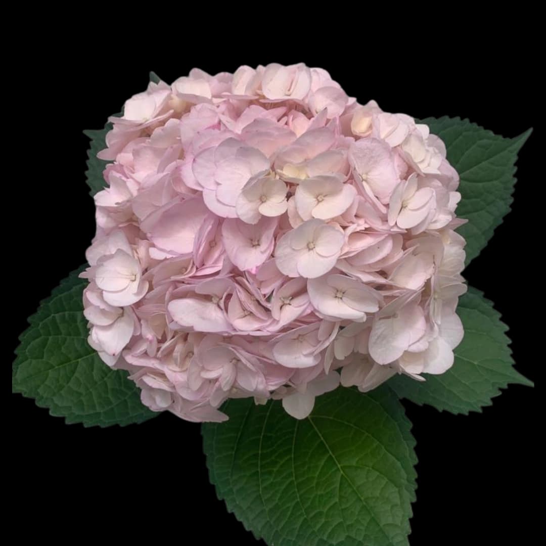 Гортензия Tinted Light Pink