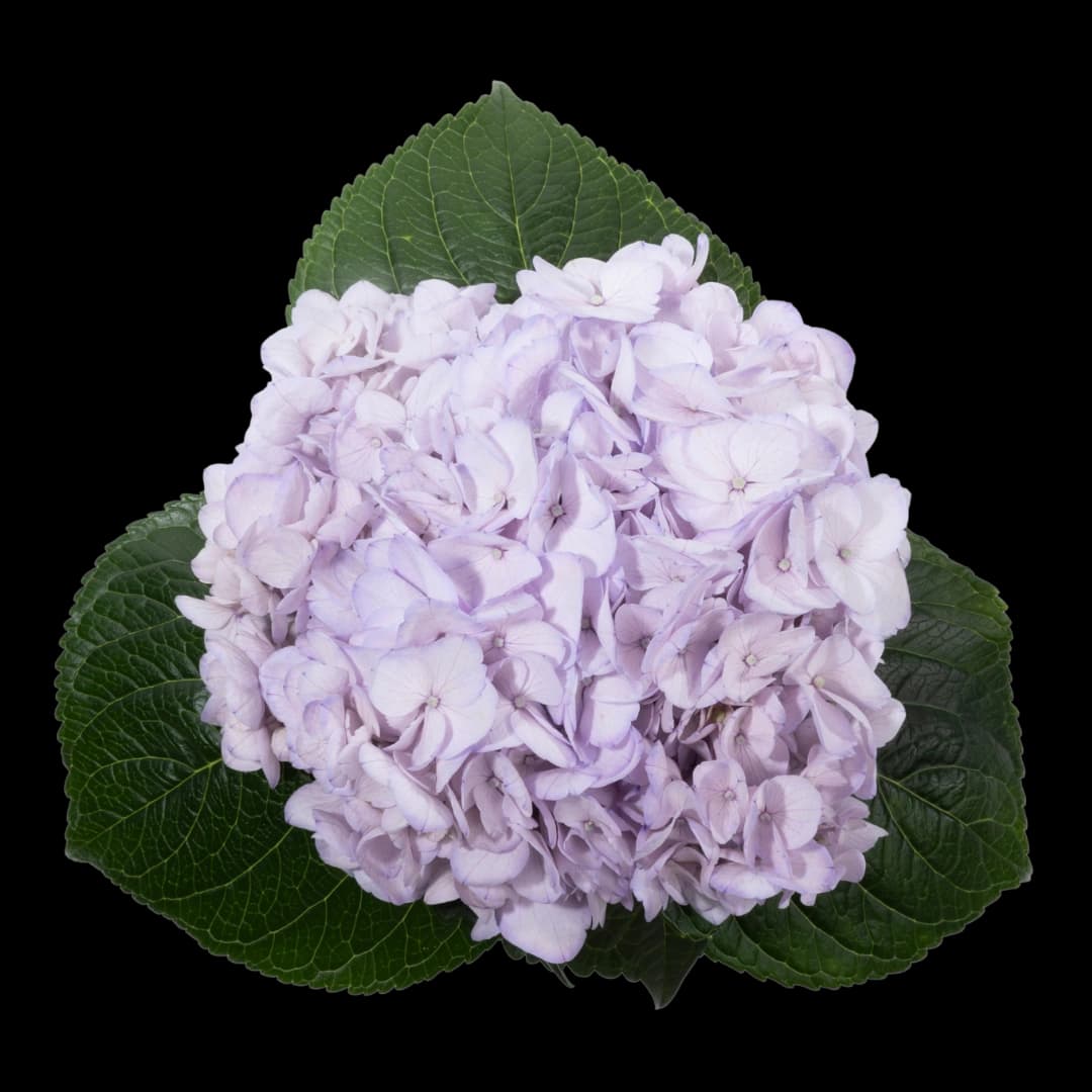 Гортензия Tinted Light Purple