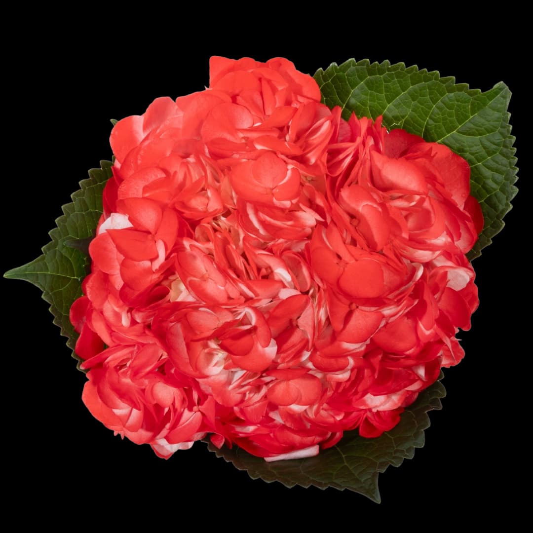 Гортензия Tinted Light Red