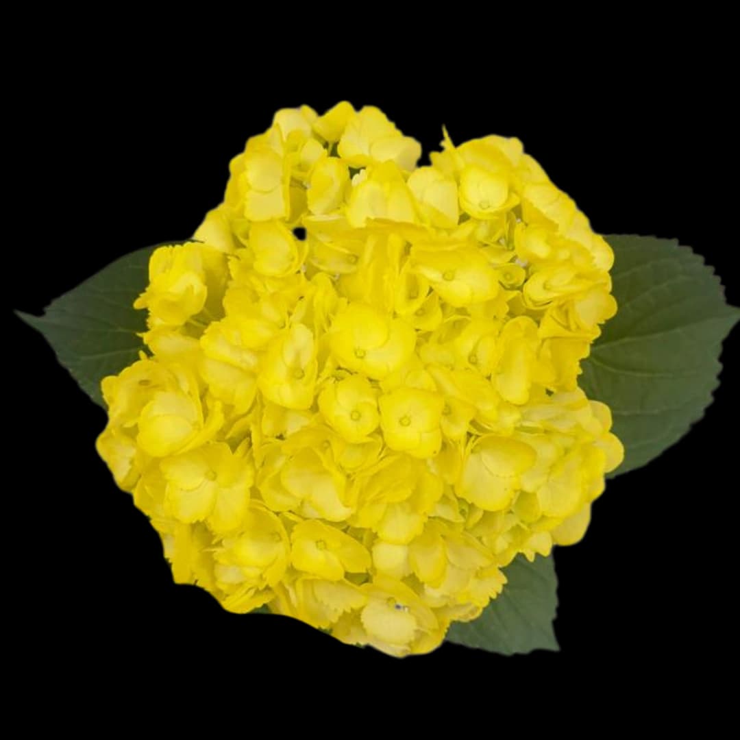 Гортензия Tinted Light Yellow