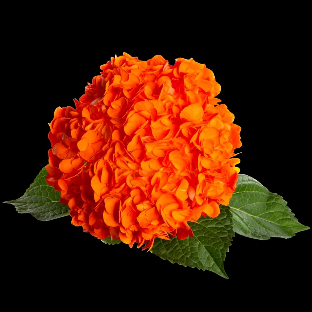 Гортензия Tinted Orange
