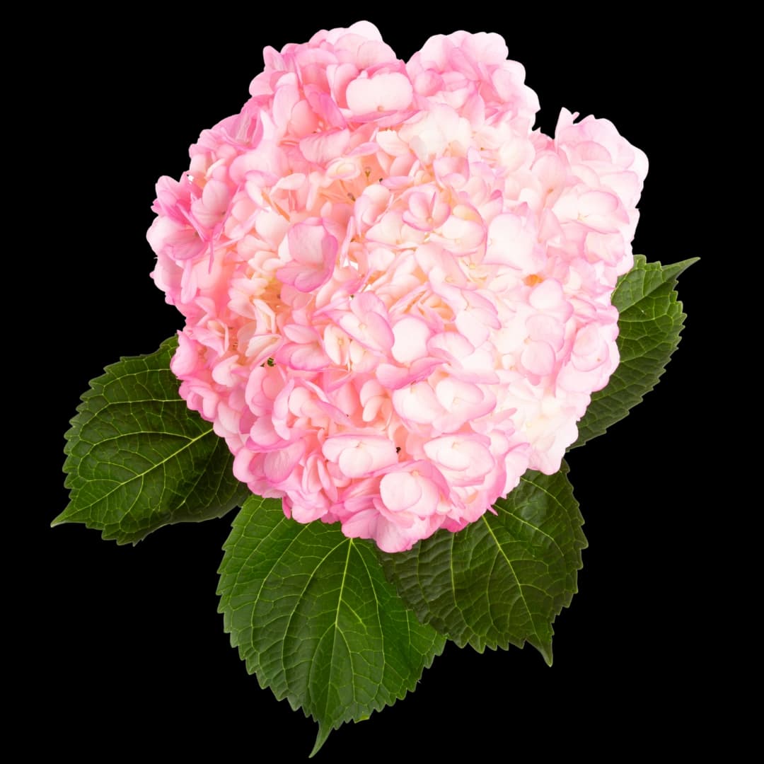 Гортензия Tinted Pink