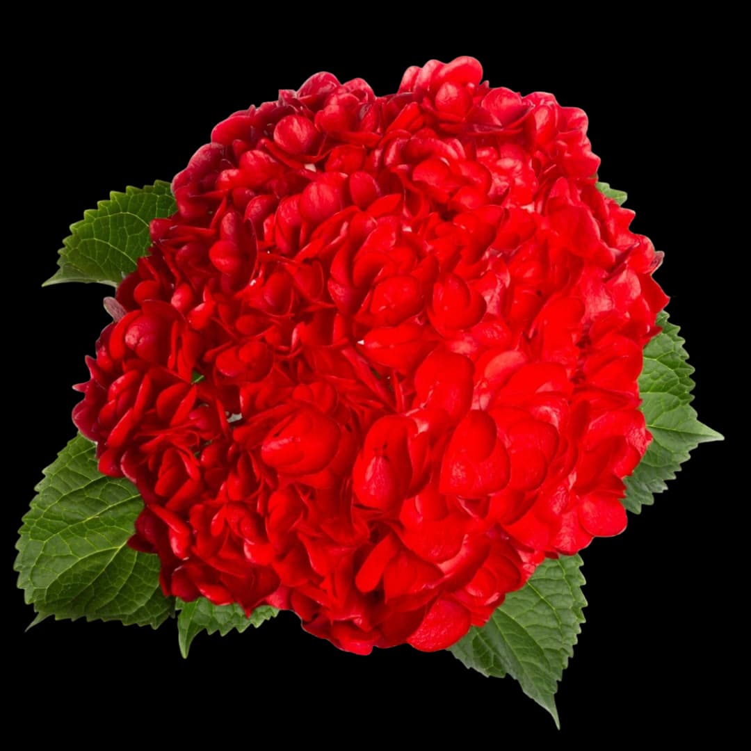 Гортензия Tinted Red