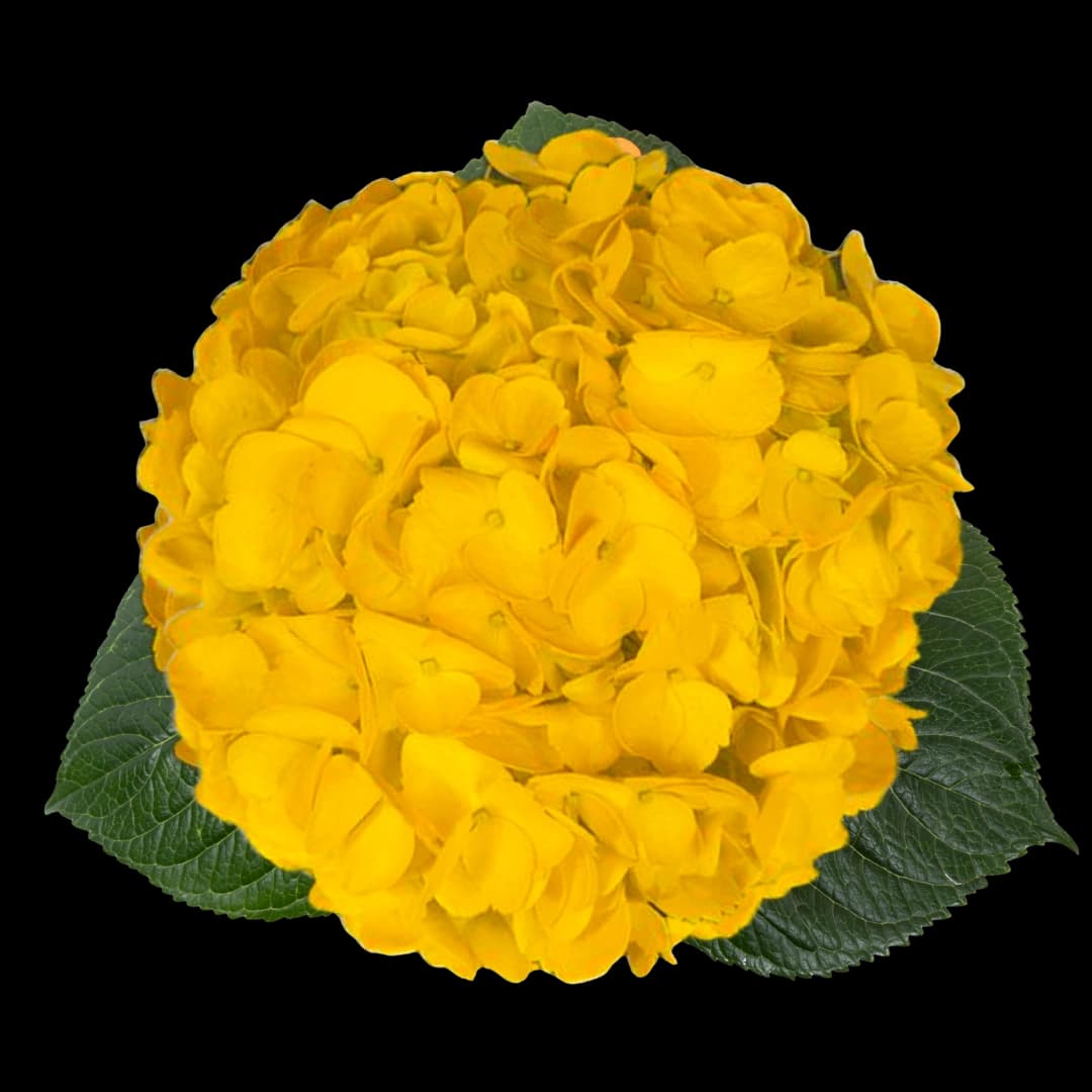 Гортензия Tinted Yellow