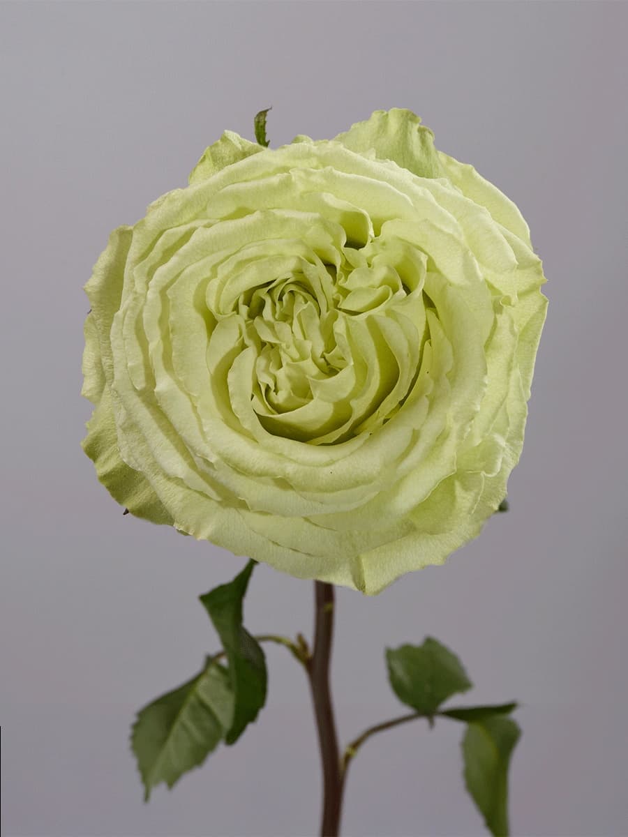 Limonada