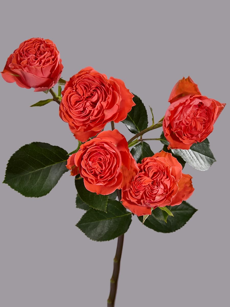 Orange Trendsetter