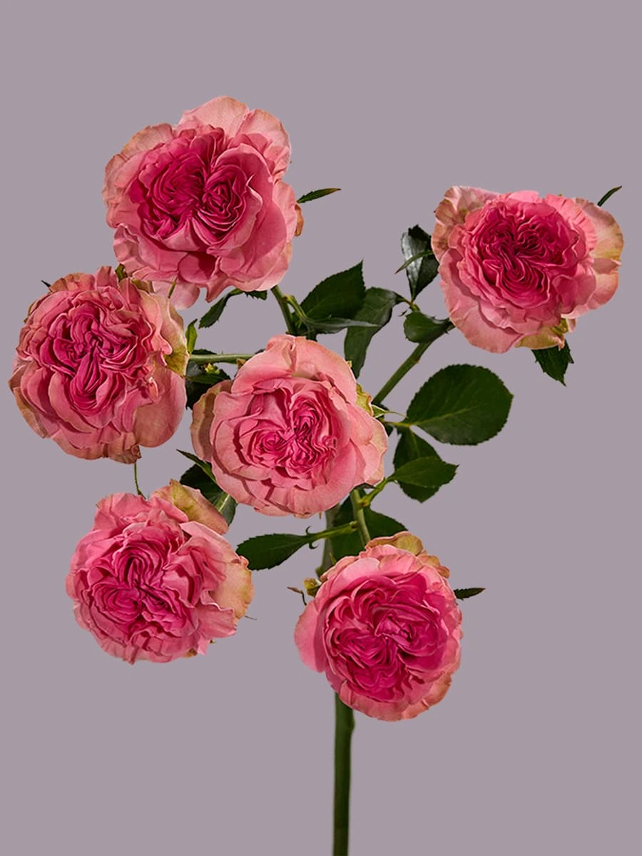 Pink Flow