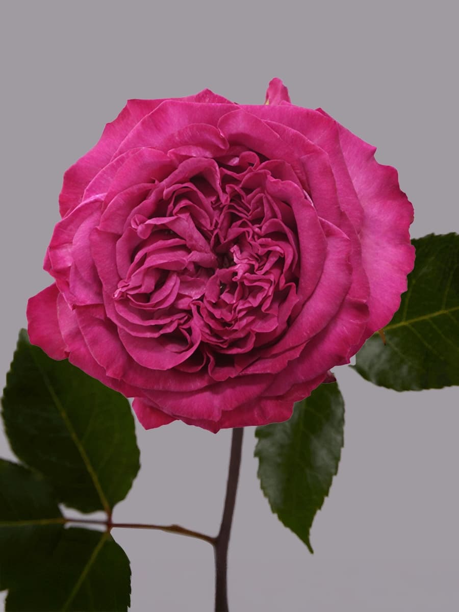Purple Crown