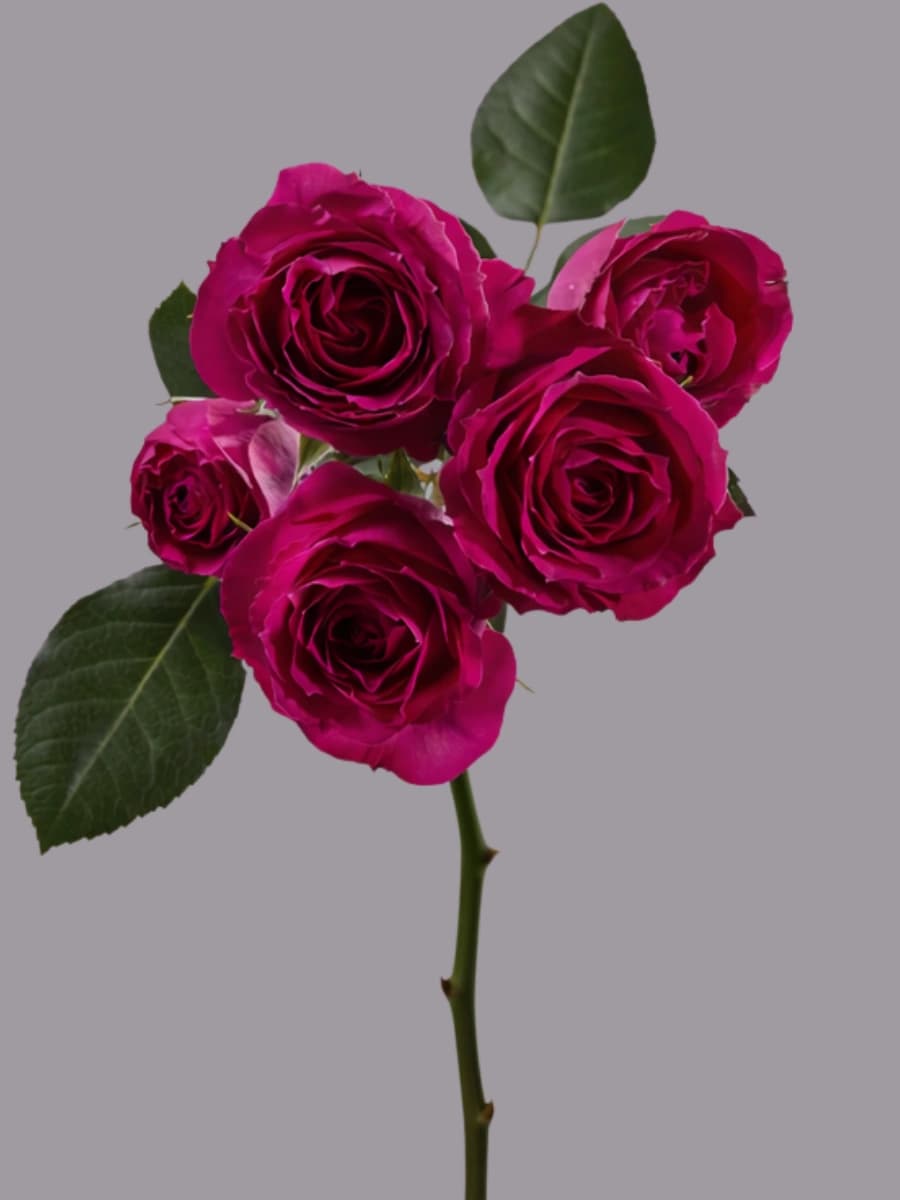 Purple Irishka