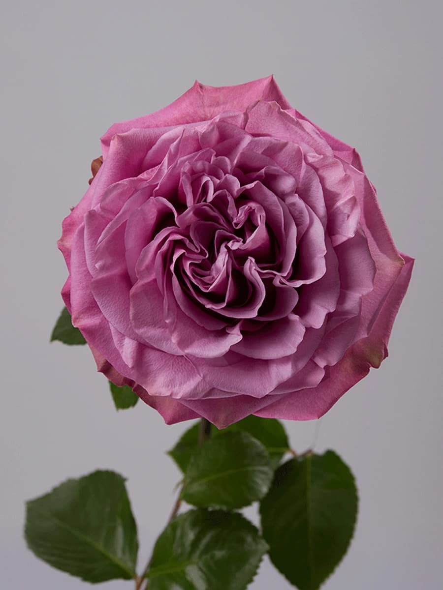 Queen's Crown