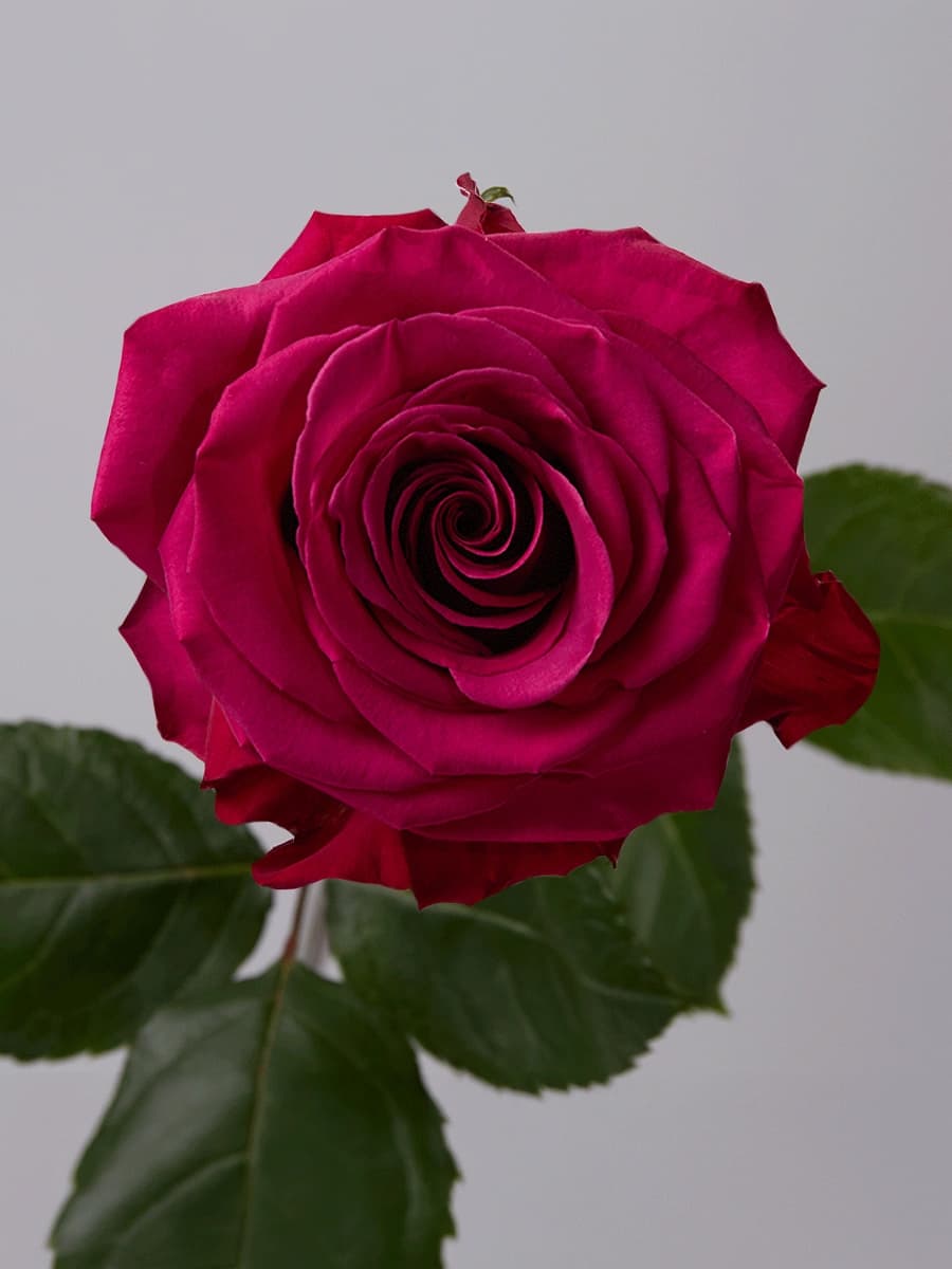 Roseberry
