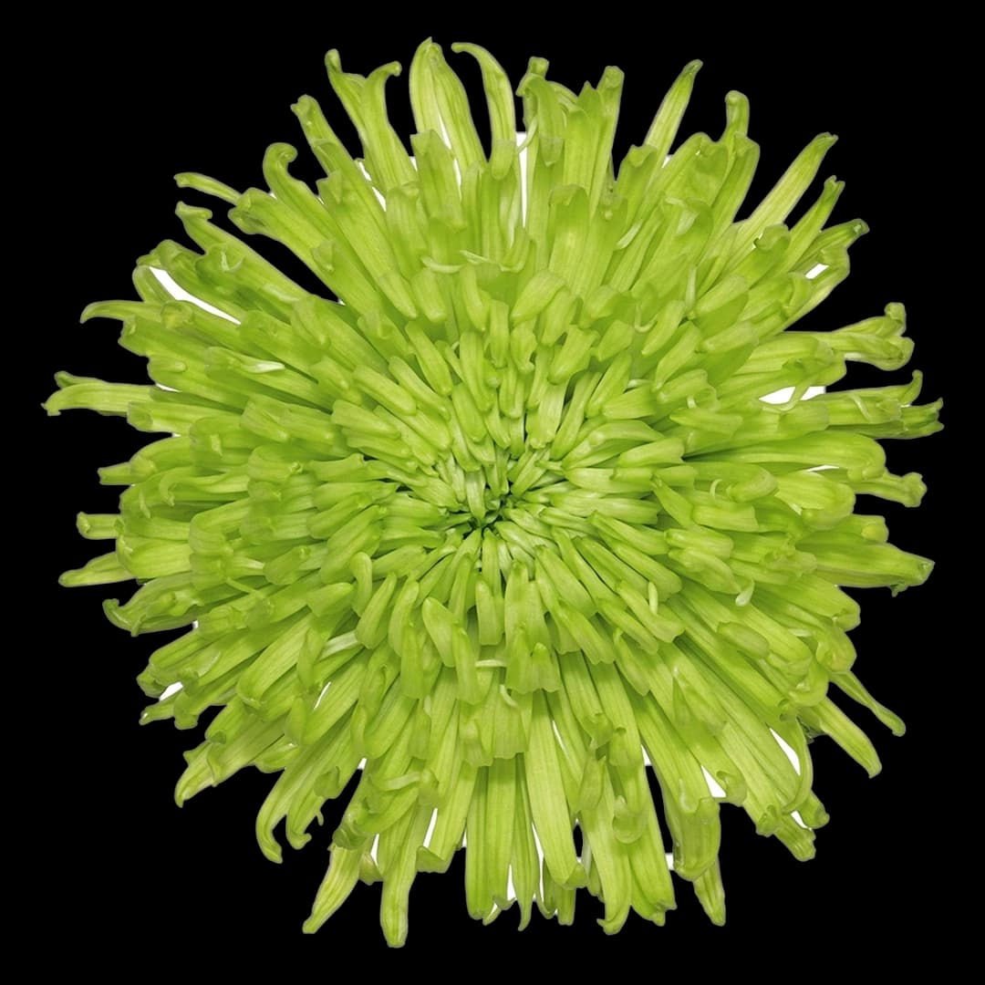 Хризантема-паук Green