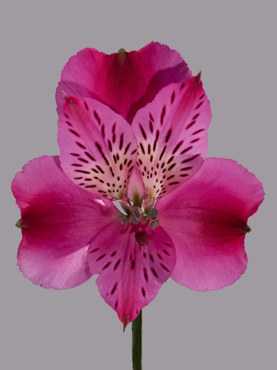 Alegria