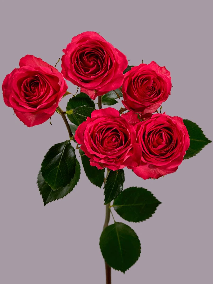 Bellalinda Cerise