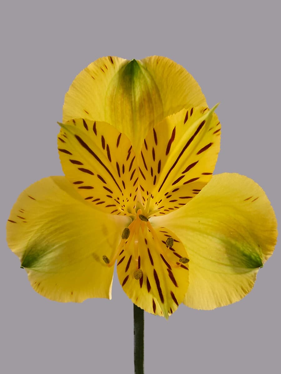 Canary