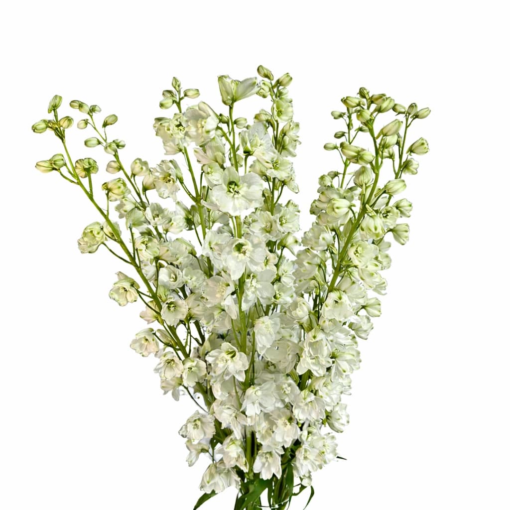 Дельфиниум Guardian White