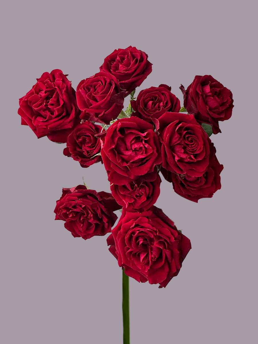 Fibonacci Rosso