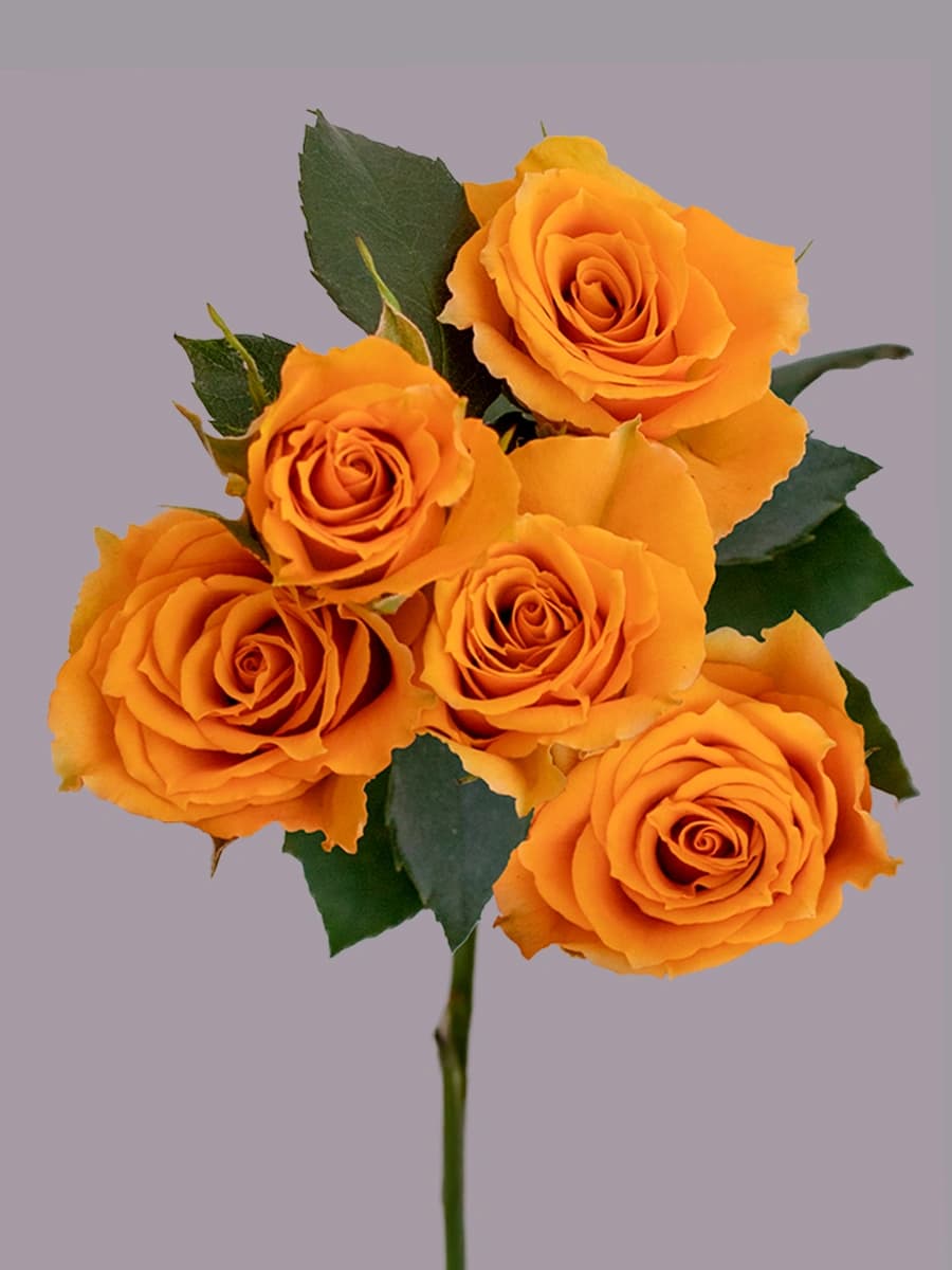 Golden Tangerine