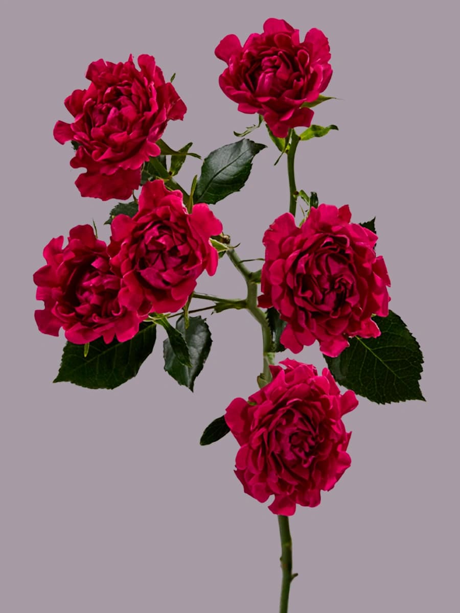 # Hot Pink