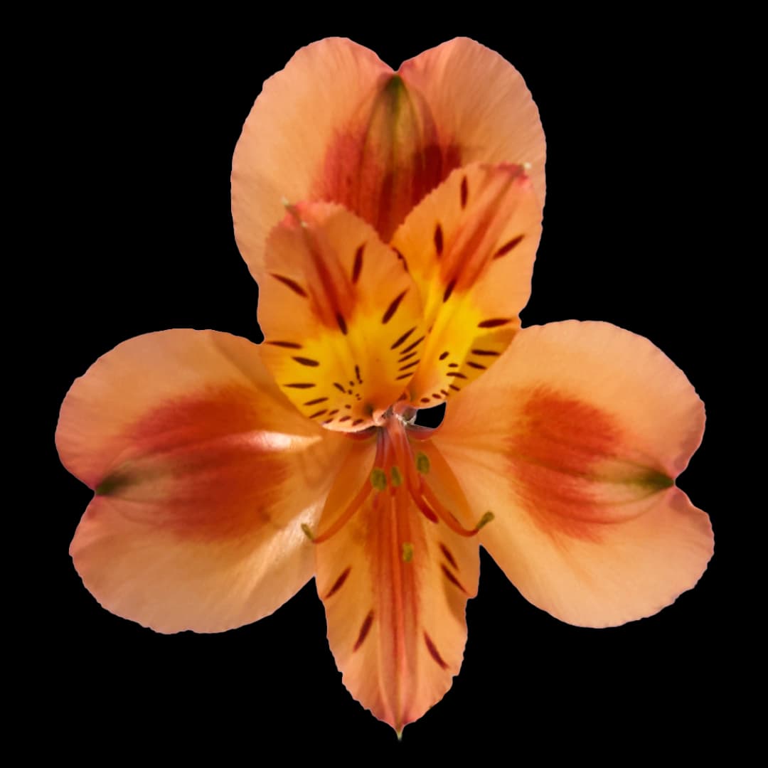 Orange Queen