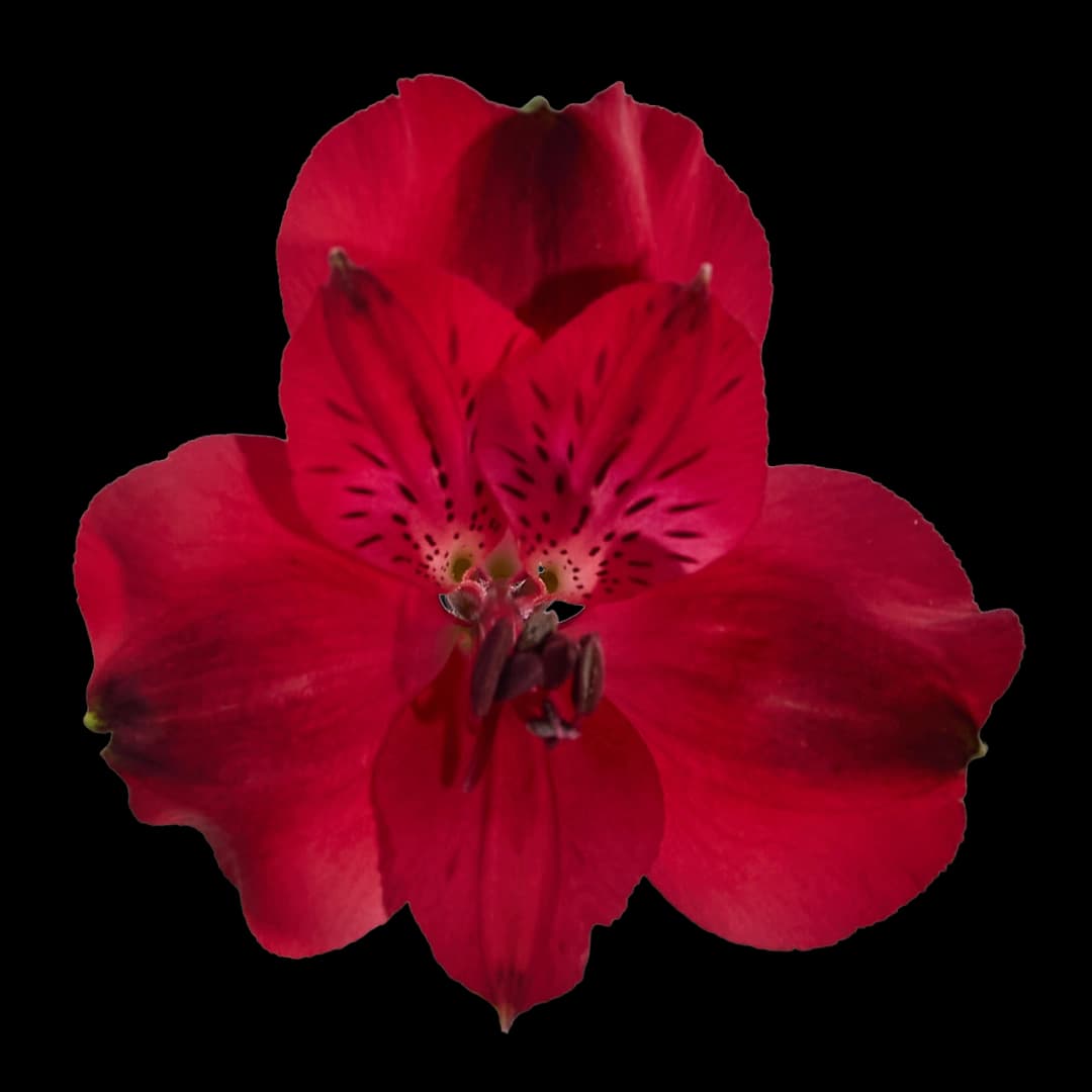 Red Queen
