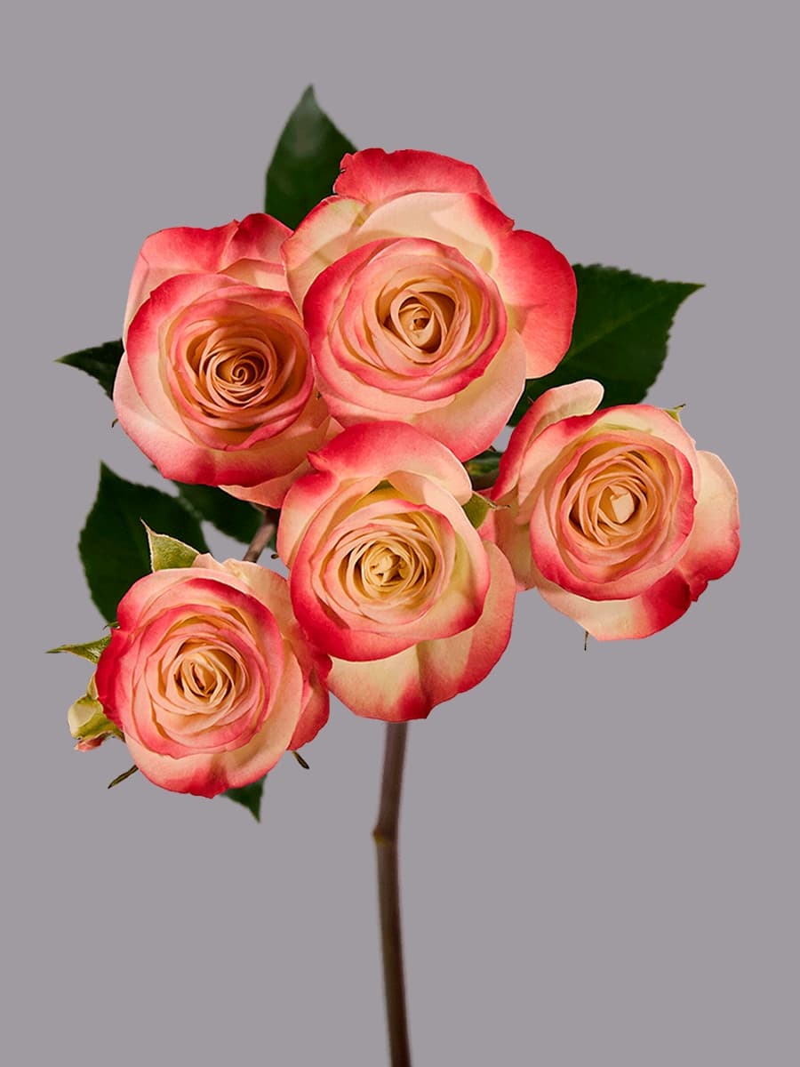 Sweet Jewel