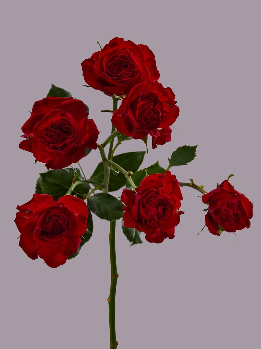 That’s Red Jewel