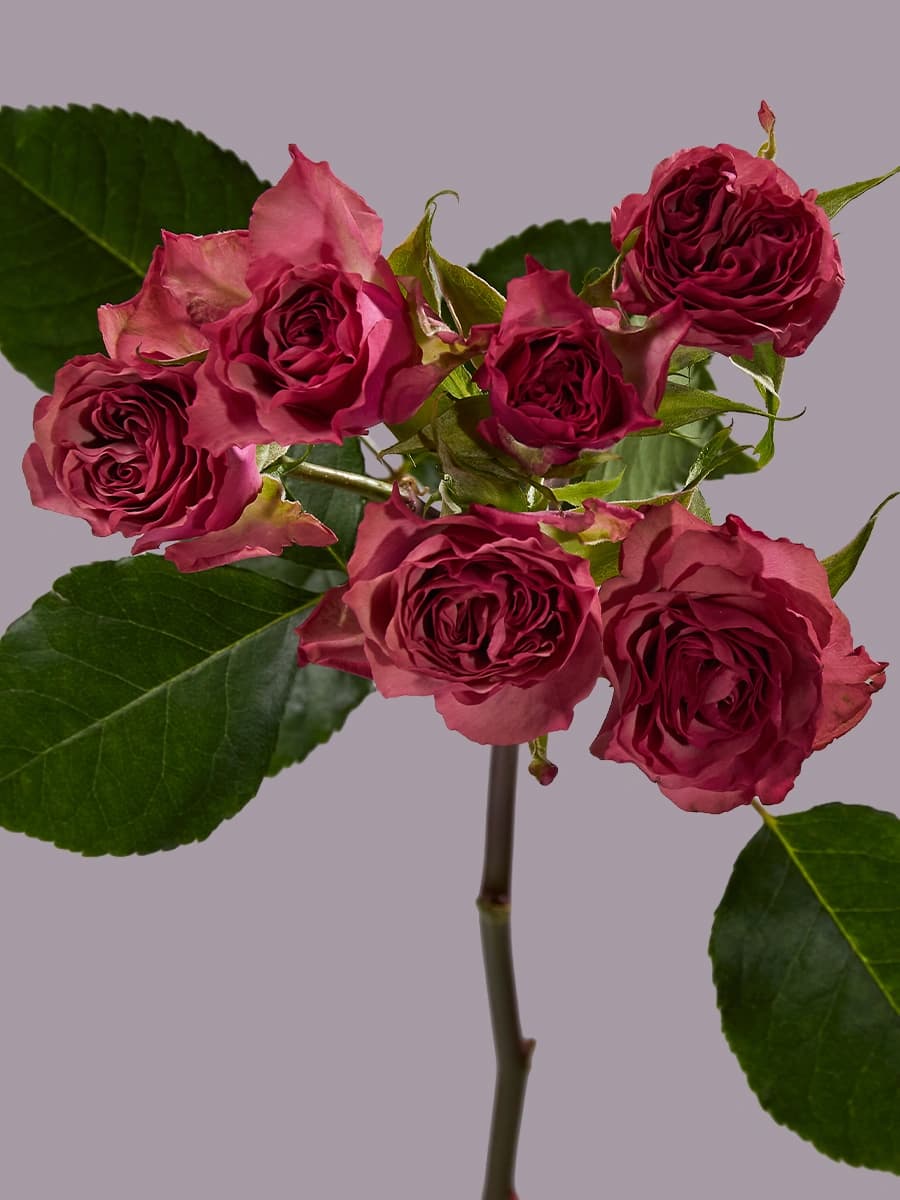 Vintage Rosever