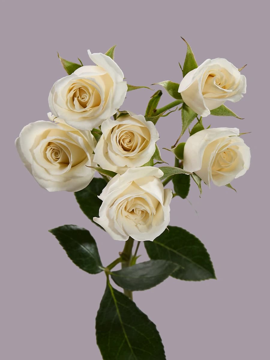 White Majolika