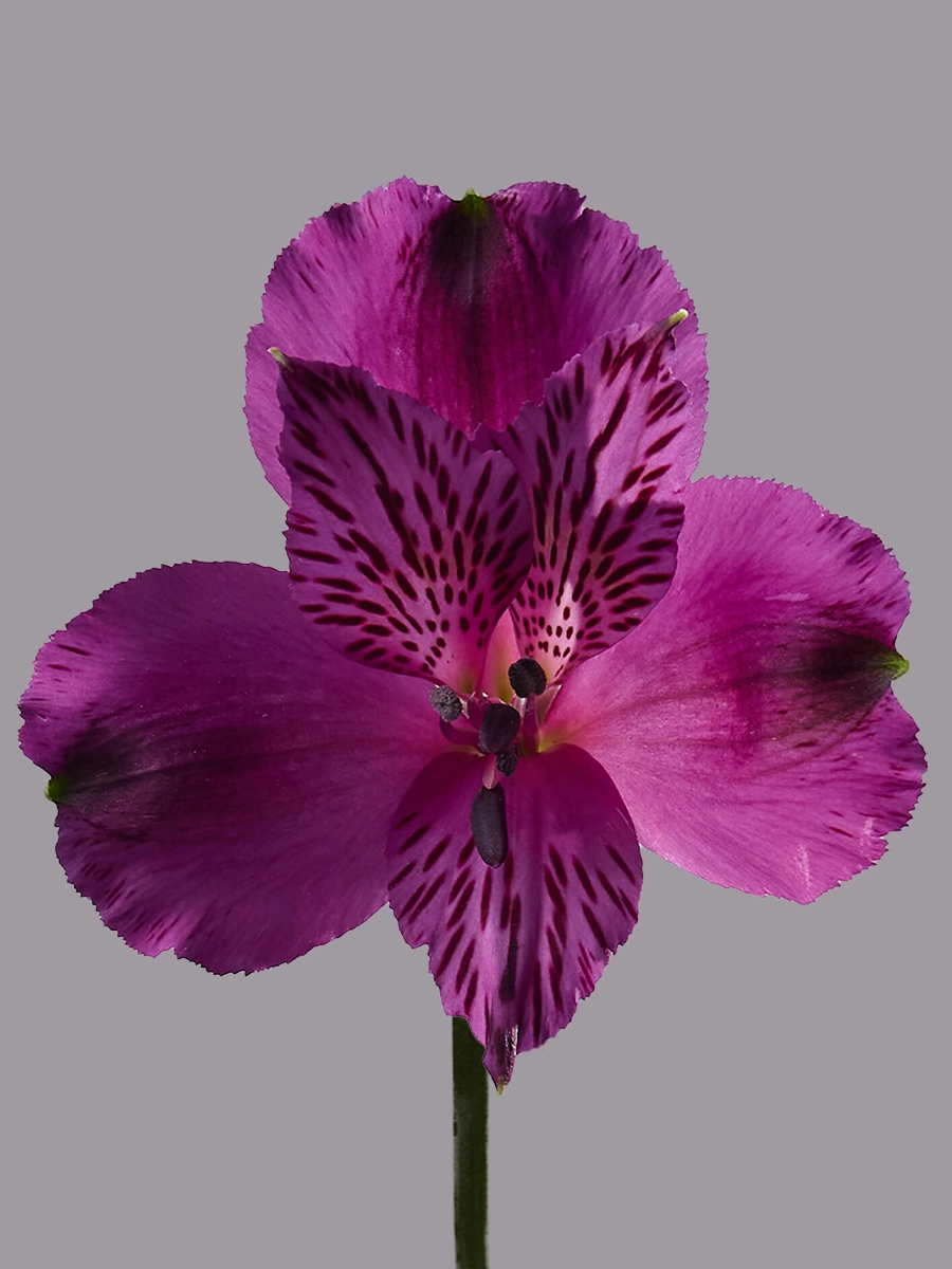 Amatista